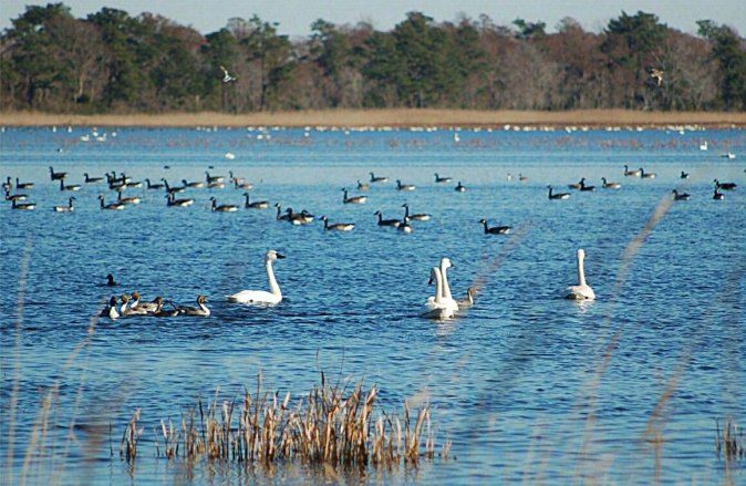 Swans on Keenjhar Lake